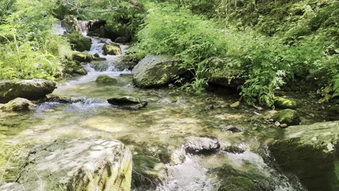 A river flowing through the forests Stock Footage 341121593