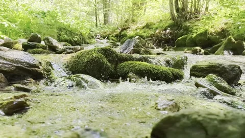 A river flowing through the forests Vídeos de archivo 341266878