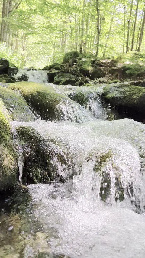 A river flowing through the forests Stock Footage 341267122