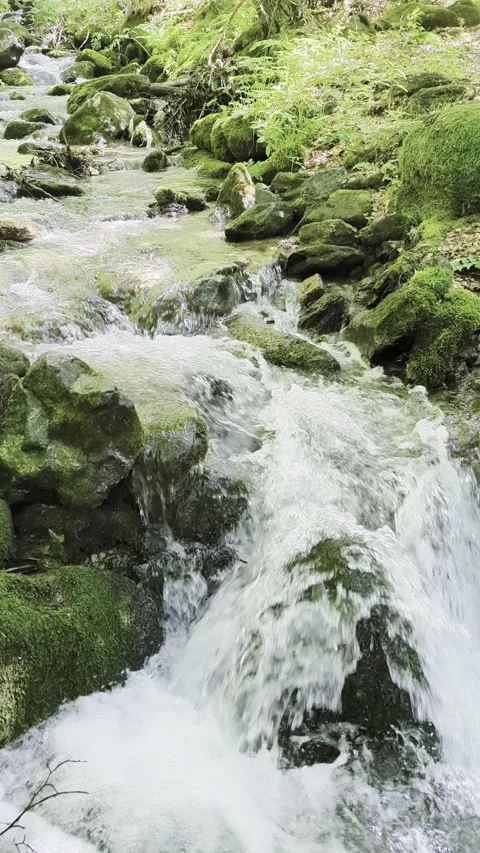 A river flowing through the forests Vídeos de archivo 341267241