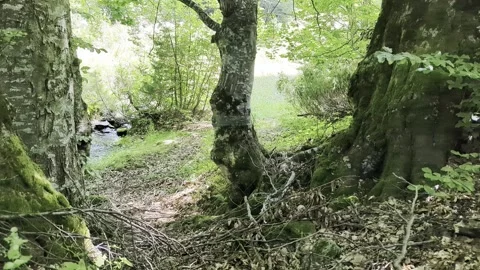 River flowing through the forests Stock Footage 341267750