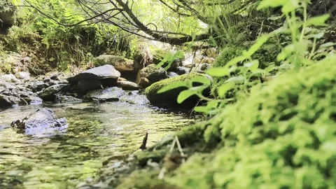 A river flowing through the forests Stock Footage 341324452