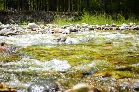 River flowing through freshly green forest on a sunny day in spring. Stock Photos