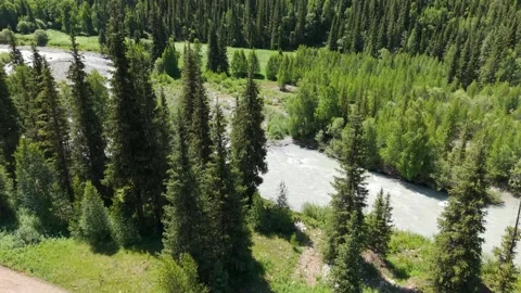 River flowing through green valley surrounded by pine trees Video stock 312442805