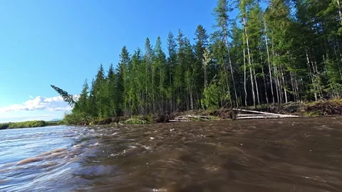 River Flowing Through Lush Coniferous Forest on Sunny Day Видео 341410466