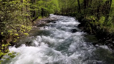 River Flowing Through Lush Forest and Trees Vídeo Stock 334804896