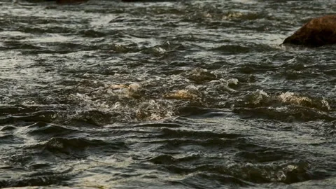 River Flowing Through Lush Green Forest Stock Footage 301458233