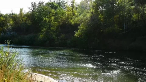 River flowing through a lush green forest on a sunny summer day Stock Footage 324854419