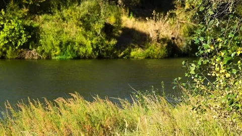 River flowing through a lush green forest on a sunny summer day Stock Footage 324854435