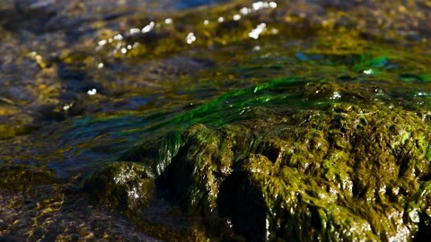 River flowing through a lush green forest on a sunny summer day 스톡 동영상 328831928