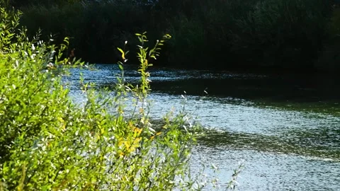 River flowing through a lush green forest on a sunny summer day 스톡 동영상 328831975