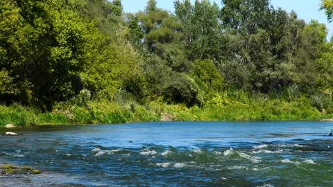 River flowing through a lush green forest on a sunny summer day Видео 331206774