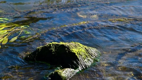 River flowing through a lush green forest on a sunny summer day 库存影片 331206798