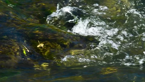 River flowing through a lush green forest on a sunny summer day Vidéo 331206826