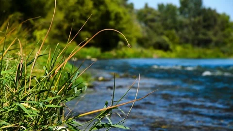 River flowing through a lush green forest on a sunny summer day 库存影片 331206854