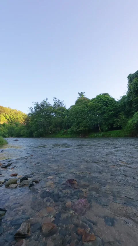 River Flowing Through Lush Green Forest Stock Footage 332861267