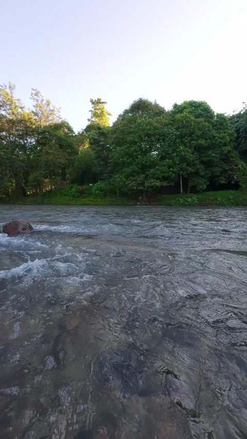 River Flowing Through Lush Green Forest Stock Footage 332861292