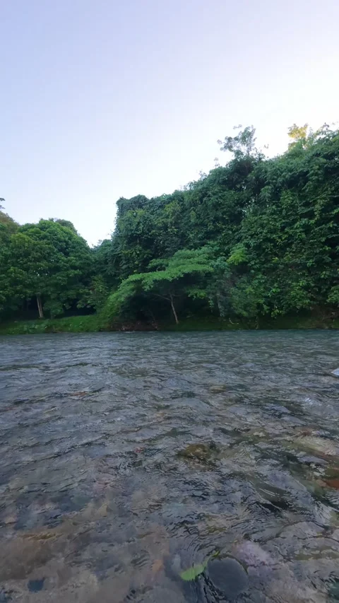 River Flowing Through Lush Green Forest Stock Footage 332861444