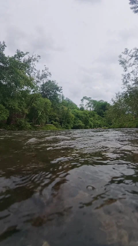 River Flowing Through Lush Green Forest Stock-Footage 333039675
