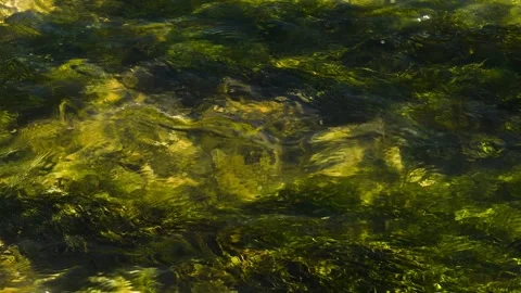 River flowing through a lush green forest on a sunny summer day Видео 339766093