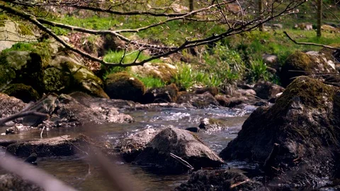 River flowing through a lush meadow Stock Footage 119650302