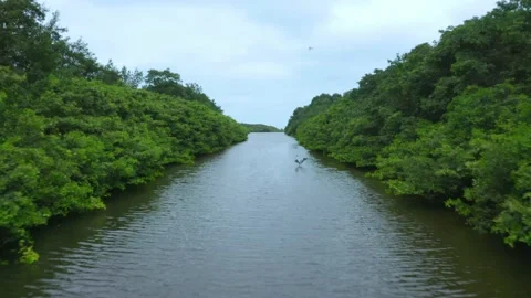A river flowing through a mangrove filled with herons Stock Footage 146754203