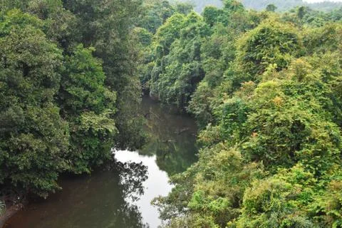 A river flowing through middle of a forest Stock Photos