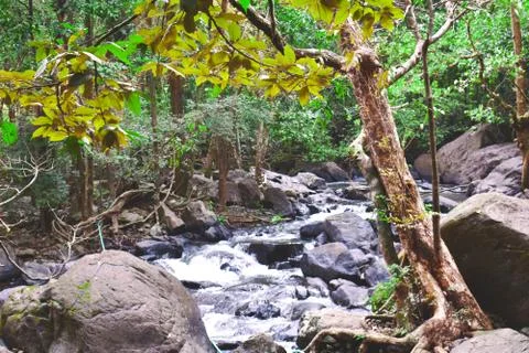 A river flowing through the middle of the forest Stock Photos