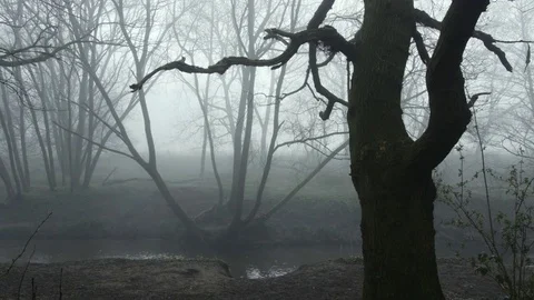 River flowing through misty atmospheric forest Stock Footage