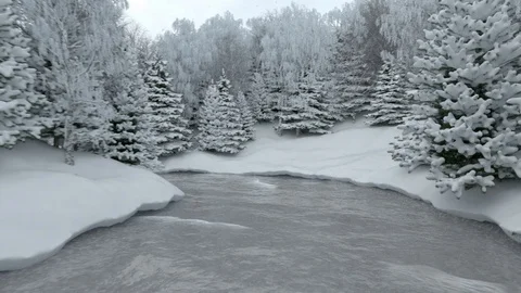 River flowing through a pine grove Stock Footage 96081174