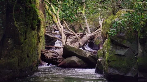 River flowing through rocks and fallen trees Stock Footage 286309592