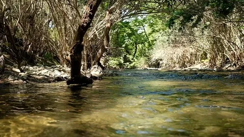 River Flowing Through Trees Stock Footage 115872261