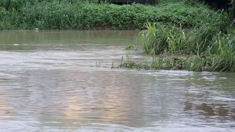 River flowing through the trees in the water. Stock Footage 81673915