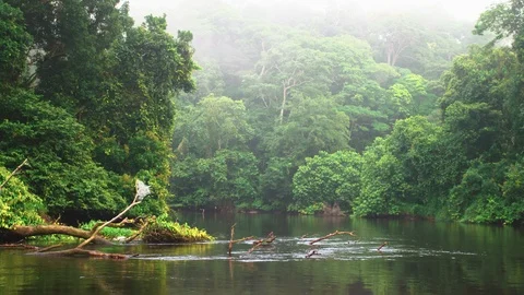 River flowing through tropical forest Stock Footage 119340492