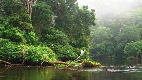 River flowing through tropical forest Stock Footage 119340668