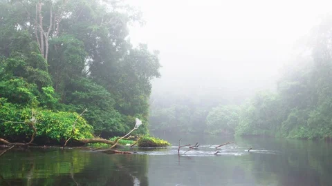River flowing through tropical forest Stock Footage 119341260