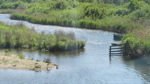 River Flowing Through Wetland Vegetation 库存影片 343477140
