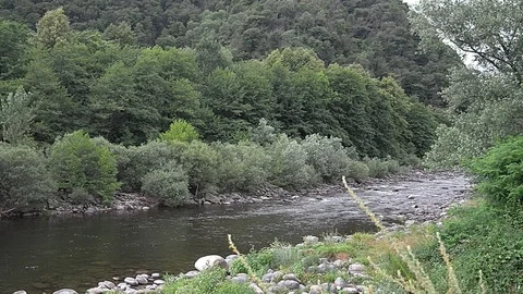 River flowing through the woods Stock Footage 121643968