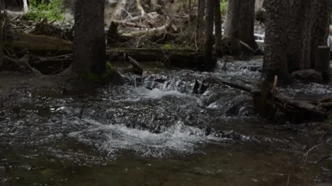 River flowing through the woods Stock Footage 139979631