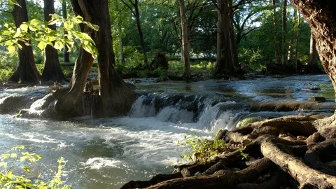 River flowing thru cypress tree forest Video stock 124240084