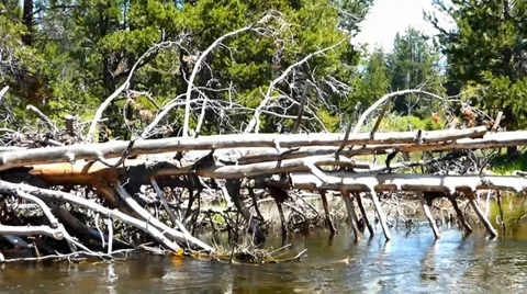 River Flowing Under Dead Trees Video stock 39419610