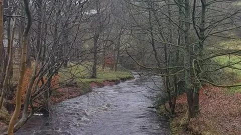 A river flowing under a old bridge surrounded by beautiful trees in autumn. Stock Footage 257622260
