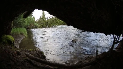 River flowing under roots of tree_Fish eye Stock Footage 71286988