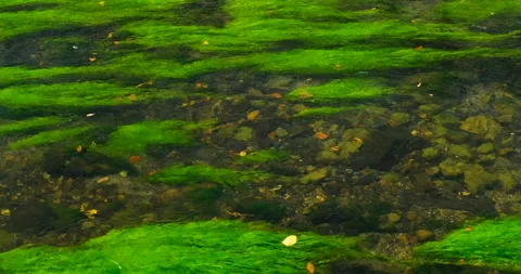 River with flowing water and a transparency through which striped green algae. Stock Footage 295886044
