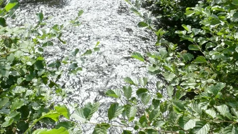 River, flowing water, branches, back light, Germany Stock Footage 229260113