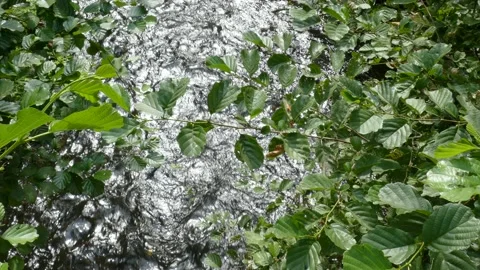 River, flowing water, branches, back light, Germany Stock Footage 229260125