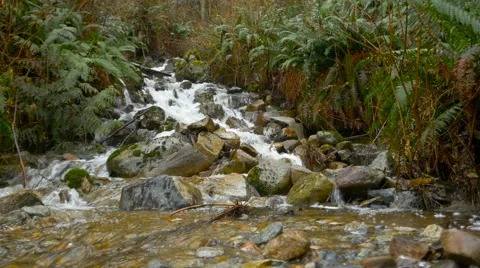 River flowing water in the wild forest Stock Footage 63386332