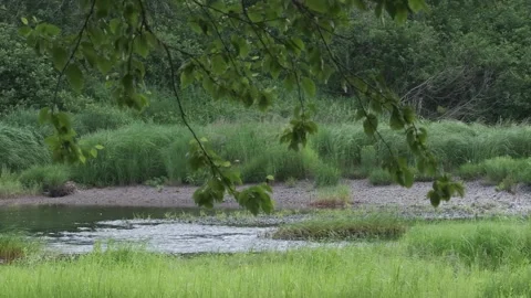 River Flowing Waving Branches Calm Summer Stock Footage 339326831