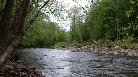 River flowing in woods Stock Footage 81755926