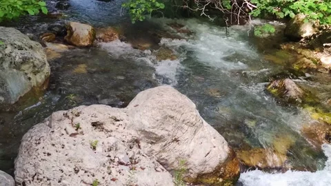 The River Flows Against the Backdrop of Tropical Vegetation in a Park. Stock Footage 203895964